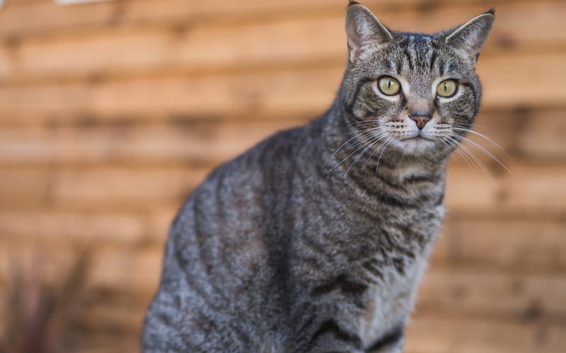 About Regent Street Cattery Ralphie