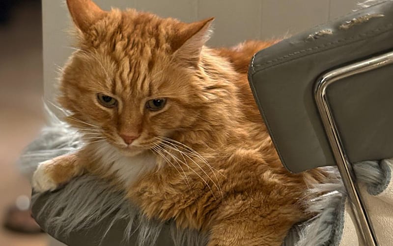 PussPuss-cat image